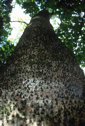Sandbox Tree (Hura crepitans) in Costa Rica's Rincon de la Vieja National Park 