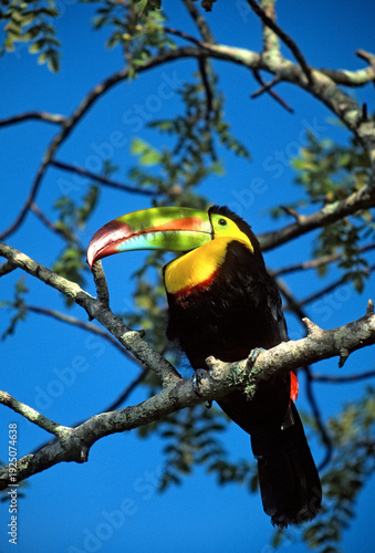 Keel-billed toucan - Ramphastos sulfuratus