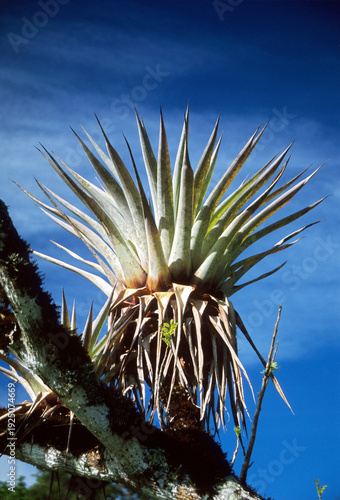 Tillandsia fasciculata (Giant Airplant)
