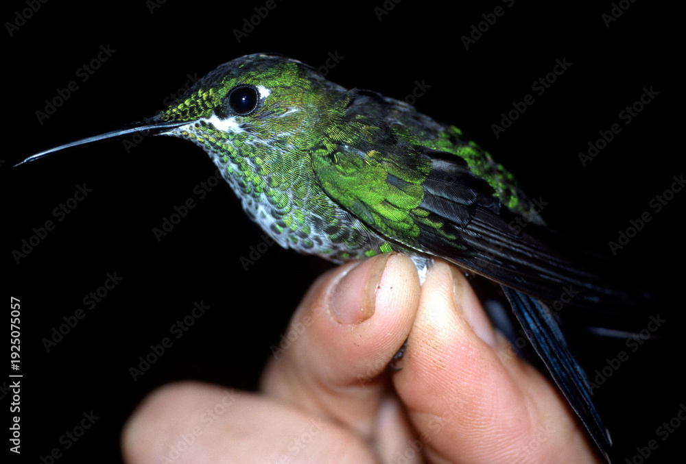 Fototapeta premium A female green-crowned brilliant, Heliodoxa jacula, being banded by an ornithologist