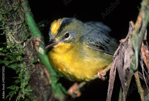 Фотография Golden-crowned warbler, Basileuterus culicivorus, on its roost
