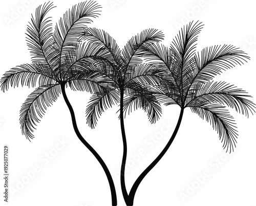Detailed palm tree silhouette illustration with fine tropical leaves isolated on white background exotic summer nature design