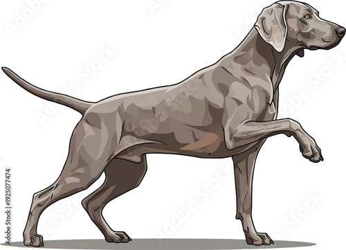 Weimaraner dog pointing alert stance paw raised side view