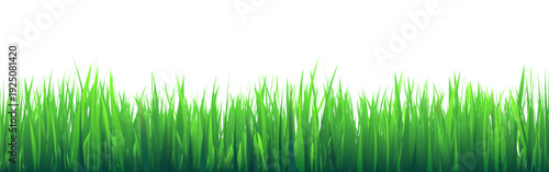 Meadow silhouette with green grass, plants on plain. Panoramic summer lawn landscape with herbs, various weeds. Herbal border, frame element. Black horizontal banners. Vector illustration