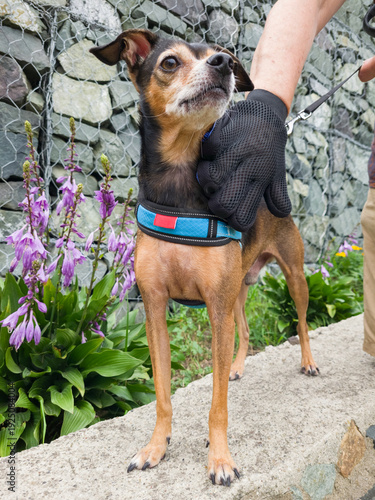 Woman combing a miniature pinscher outdoor.