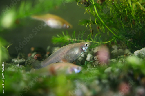 Small tropical fish swimming in freshwater aquarium.