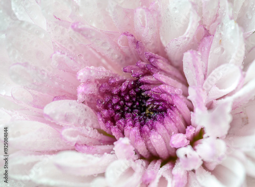 Soft macro of white and pink flower with dew drops.