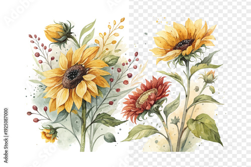 Bright Sunflower Watercolor Bloom, Rustic Summer Botanical Illustration Isolated on White