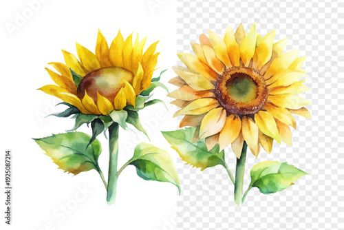 Watercolor Sunflower Blossom, Cheerful Yellow Floral Vector Isolated on White