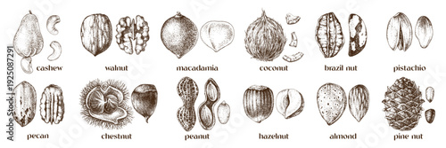 Edible nuts hand sketched vector set