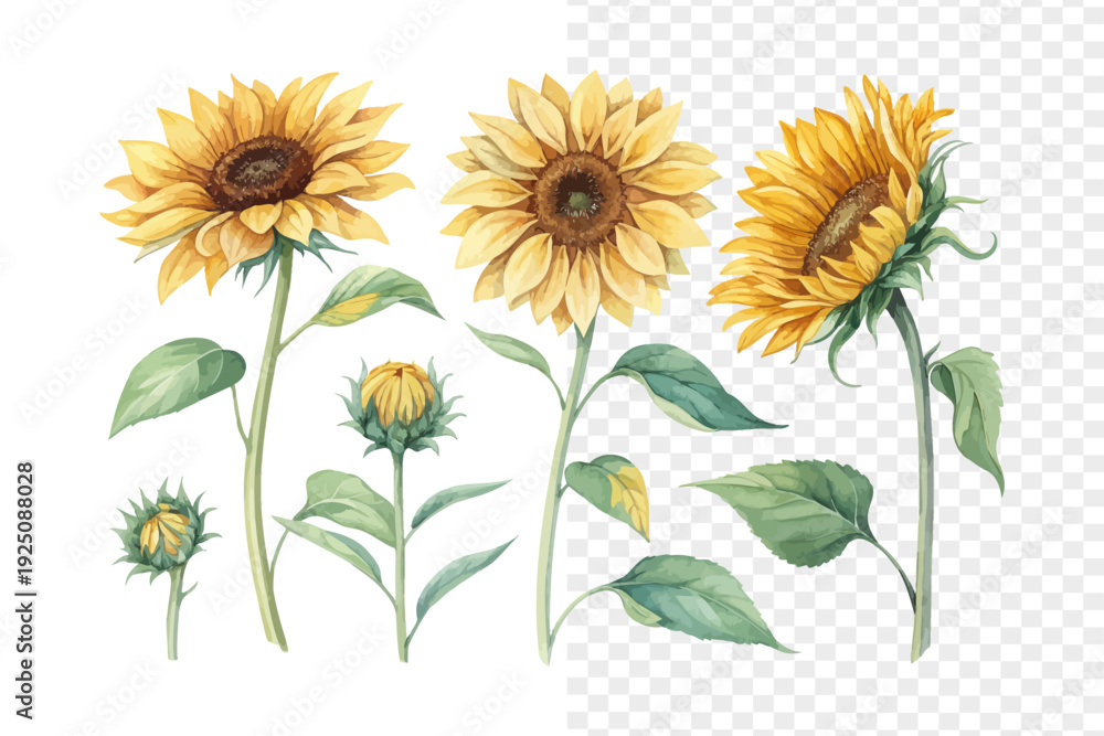 Fototapeta premium set of Watercolor Sunflower Illustration, Bright Floral Artwork, vector isolated on white background