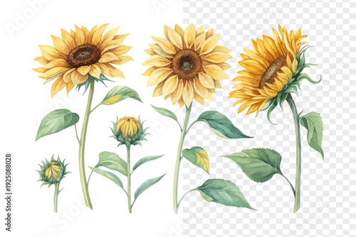 set of Watercolor Sunflower Illustration, Bright Floral Artwork, vector isolated on white background