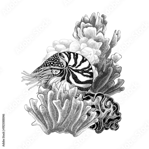Hand drawn coral reef. Underwater life sketch