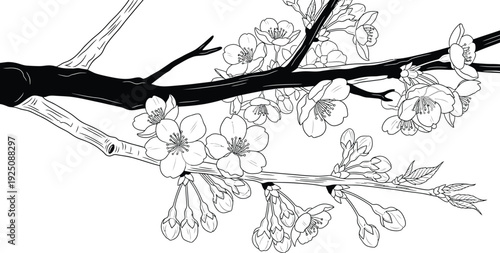 Beautiful black and white line art illustration capturing delicate cherry blossom flowers opening along thick contrasting tree branches against a clean white backdrop
