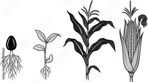 Engraved style illustration showing the life cycle and growth stages of a corn plant from seed with roots to seedling and mature maize ear