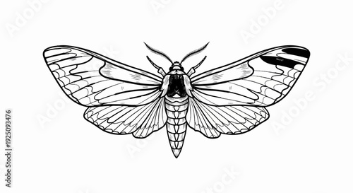 Detailed black and white line drawing of a moth with intricate wing patterns