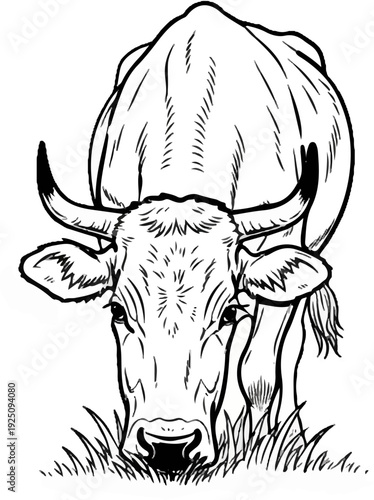 Black and white sketch of a cow with horns grazing on grass