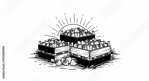 Vintage illustration of ripe strawberries in wooden crates at sunrise