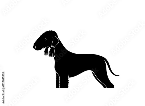 A sleek and elegant black dog standing tall with a confident posture. isolated on transparent background, isolated on white background, Vector