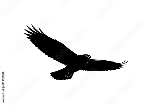 A majestic black bird soaring through the clear blue sky on a sunny day isolated on transparent background, isolated on white background, Vector
