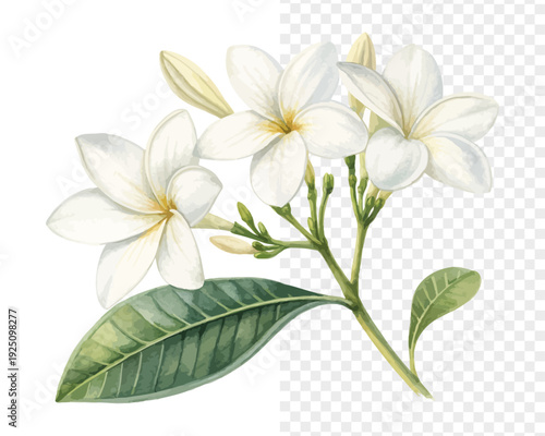 White Stephanotis Watercolor Bloom, Elegant Bridal Botanical Illustration Isolated on White