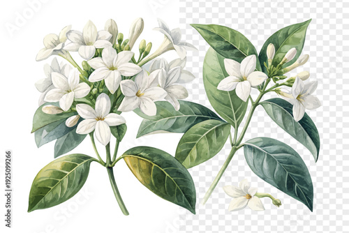 Watercolor Stephanotis Flower Illustration, White Wedding Floral Art, vector isolated on white background