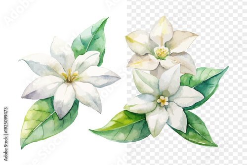 Watercolor Stephanotis Flower Illustration, White Wedding Floral Art, isolated on white background
