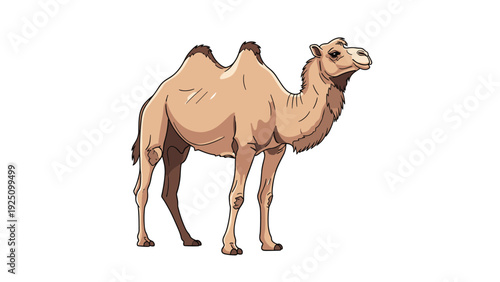 Realistic illustration of a two-humped bactrian camel standing on a white background showing its desert adaptation features.