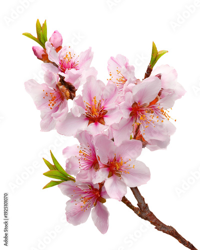 Pink almond blossoms branch close-up with soft petals isolated on white background spring nature