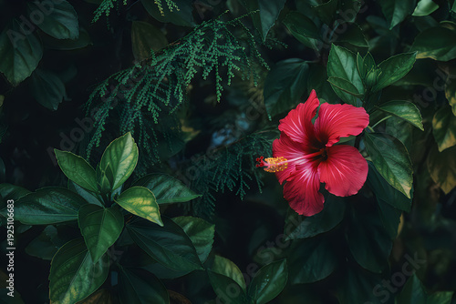 Vibrant red hibiscus amidst lush foliage