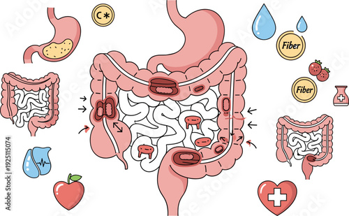 Medical illustration of human digestive system anatomy featuring stomach intestines fiber nutrition and healthy lifestyle icons for healthcare education and wellness design