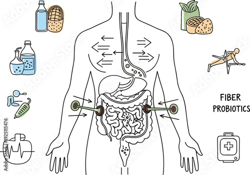 Human Digestive System with Probiotics and Fiber Sources Flat Medical Vector Illustration