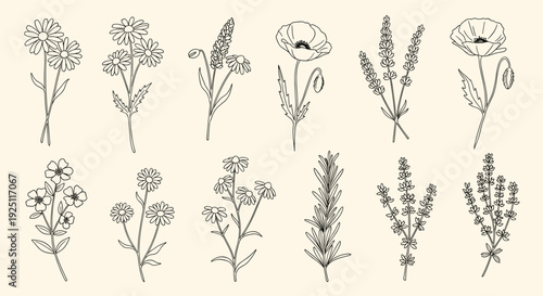 Collection of delicate hand-drawn botanical illustrations featuring various wildflowers and herbs in a charming vintage sketch style