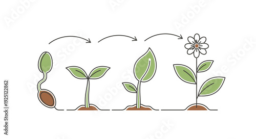 Plant growth stages from seed to flower