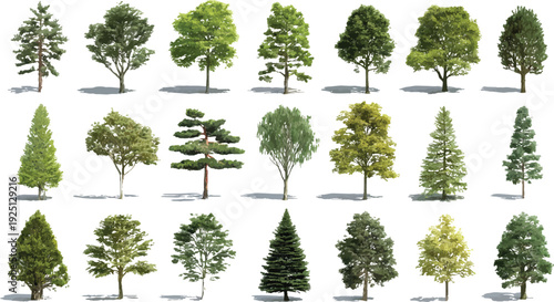 Collection of diverse deciduous and coniferous trees with green foliage and brown trunks isolated on white background