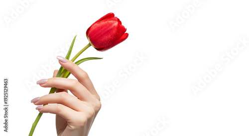 Graceful Hand Holding a Red Tulip, Nature, Minimalist Style, Isolated Background, Close-Up, Beauty Concept