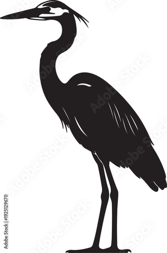 Fotografie Blue Heron bird in silhouette on white background.