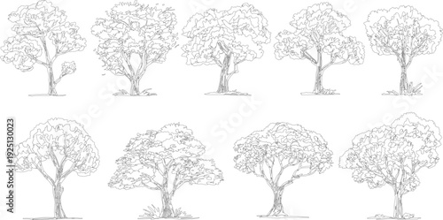 Eight distinct black and white line trees with varied canopy shapes and trunk structures nature plant