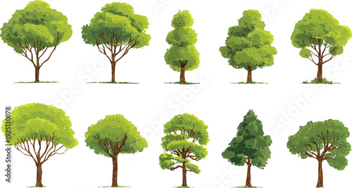 Ten diverse green trees with brown trunks and branches on white background nature plant