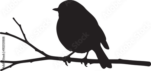 European Robin on the branch in silhouette on white background.