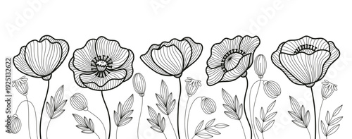 Hand-Drawn Poppy Flowers Line Art Set, Botanical Border Elements and Decorative Banner Frame