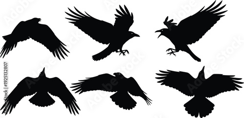 Black crow flying silhouettes collection with spread wings isolated on white background, detailed raven bird vector illustration set