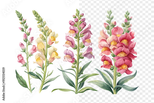 Watercolor Snapdragon Flower Painting bundle, Colorful Botanical Art, vector illustration isolated on white background