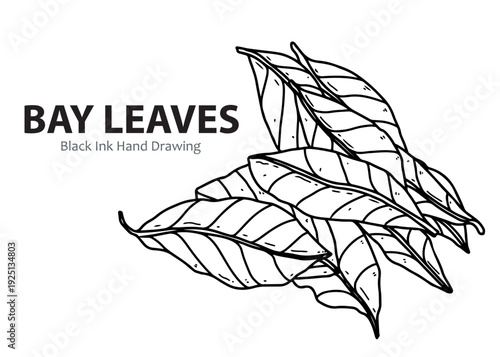 Black ink hand drawing illustration of bay leaves, a common culinary herb.