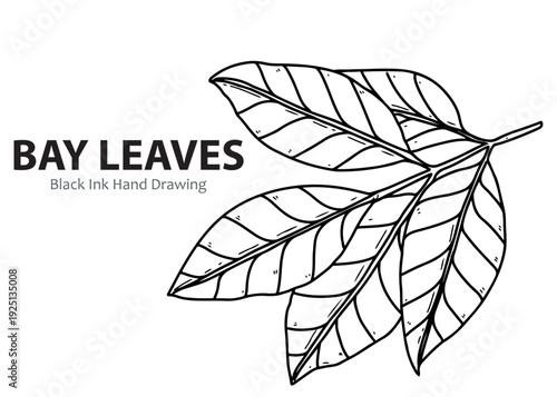 Black ink hand drawing of bay leaves on a branch, illustrating the aromatic herb commonly used in cooking and culinary arts.