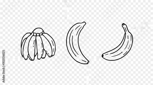 Sketch of three bananas a bunch a single fruit and a curved banana