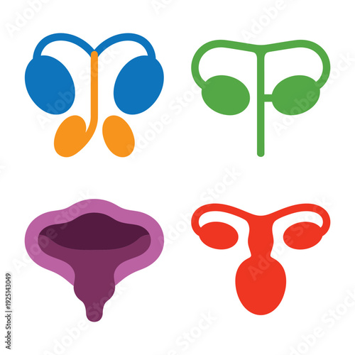 Urogenital system icons, ovaries tubes uterus cross sections, medical illustration set for nursing course, anatomy lab session graphics vector