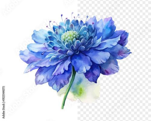 Watercolor Pincushion Flower, Elegant Blue Floral Vector Isolated on white Background