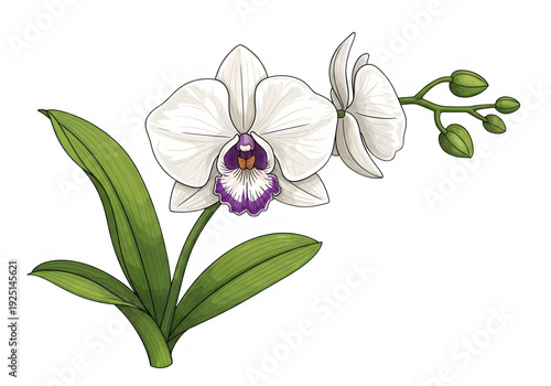 Beautiful white orchid with purple center and green leaves on a white background. isolated on transparent background, png