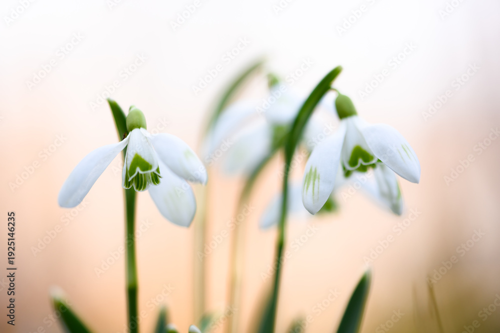 Obraz premium Close up of blooming snowdrops with soft pastel background and gentle natural light. Minimal floral composition, early season blossom, springtime freshness, selective focus